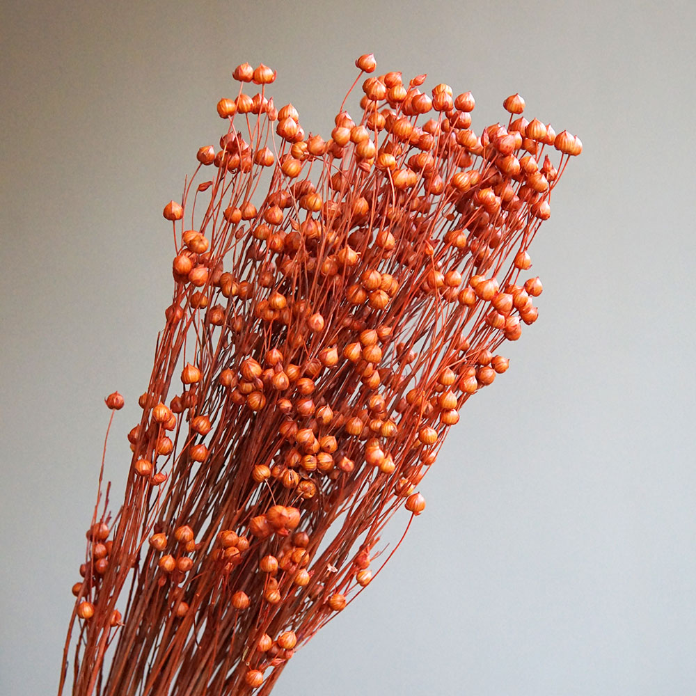 35g/Preserved Ormosia Hosiei N - Dried Flower Bulk 리뷰 및 가격