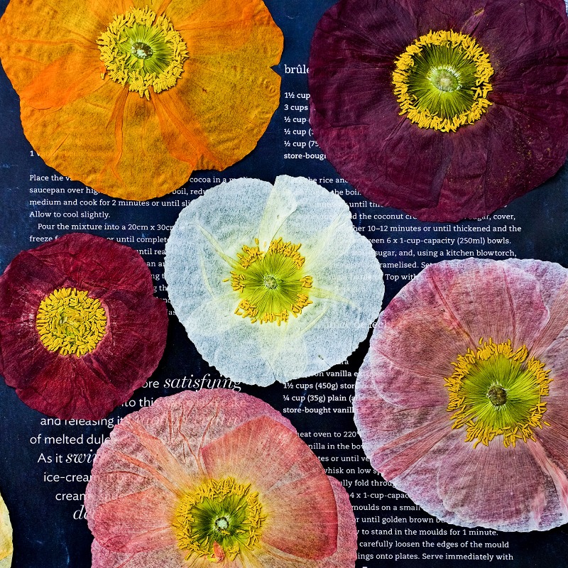 1pcs,Nature Field Poppy Presse - Resin Craft Ideas 리뷰 및 가격