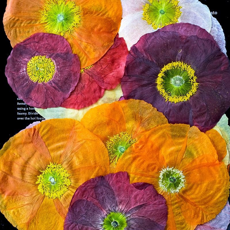 1pcs,Nature Field Poppy Presse - Resin Craft Ideas 리뷰 및 가격