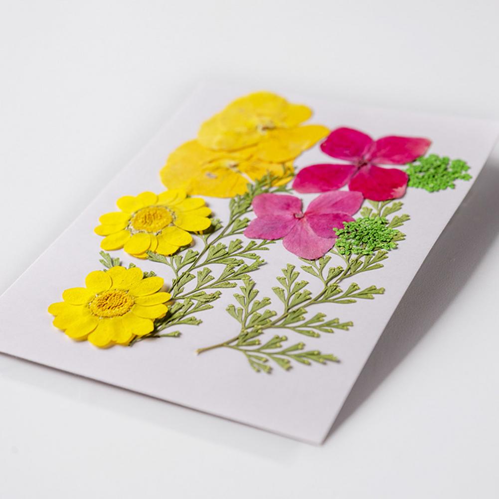 Dried Flower Bouquet Premium D - Dried Flower Bulk 리뷰 및 가격