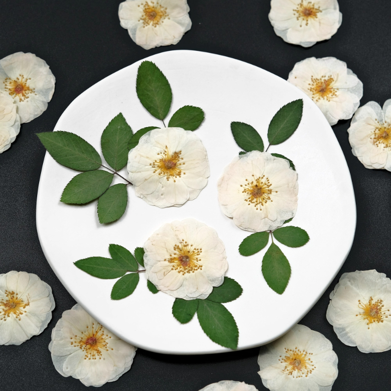 6pcs,9pcs,Nature White Rose Pr - Dried Flower Bulk 리뷰 및 가격