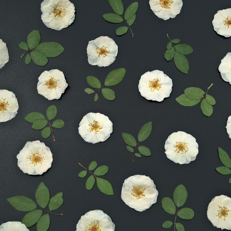 6pcs,9pcs,Nature White Rose Pr - Dried Flower Bulk 리뷰 및 가격