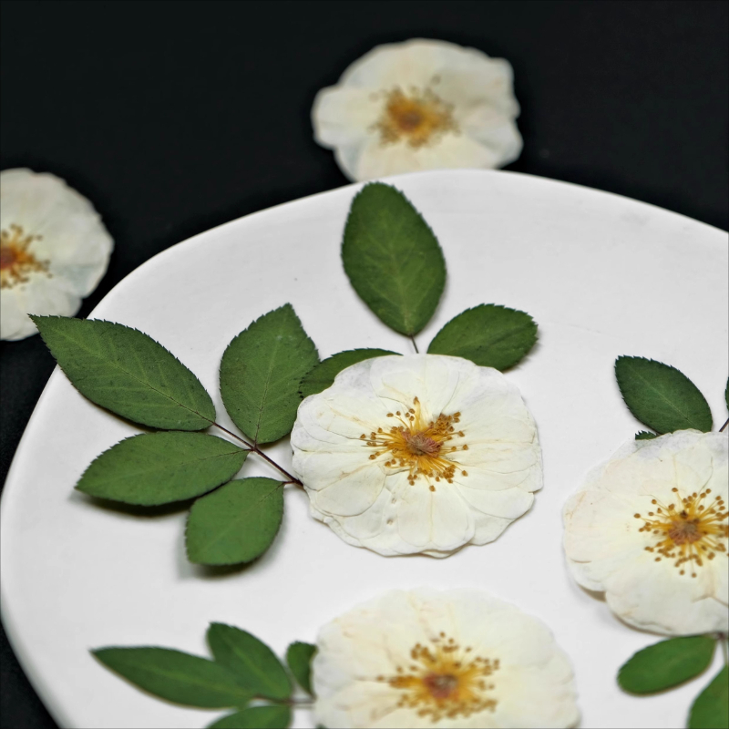 6pcs,9pcs,Nature White Rose Pr - Dried Flower Bulk 리뷰 및 가격