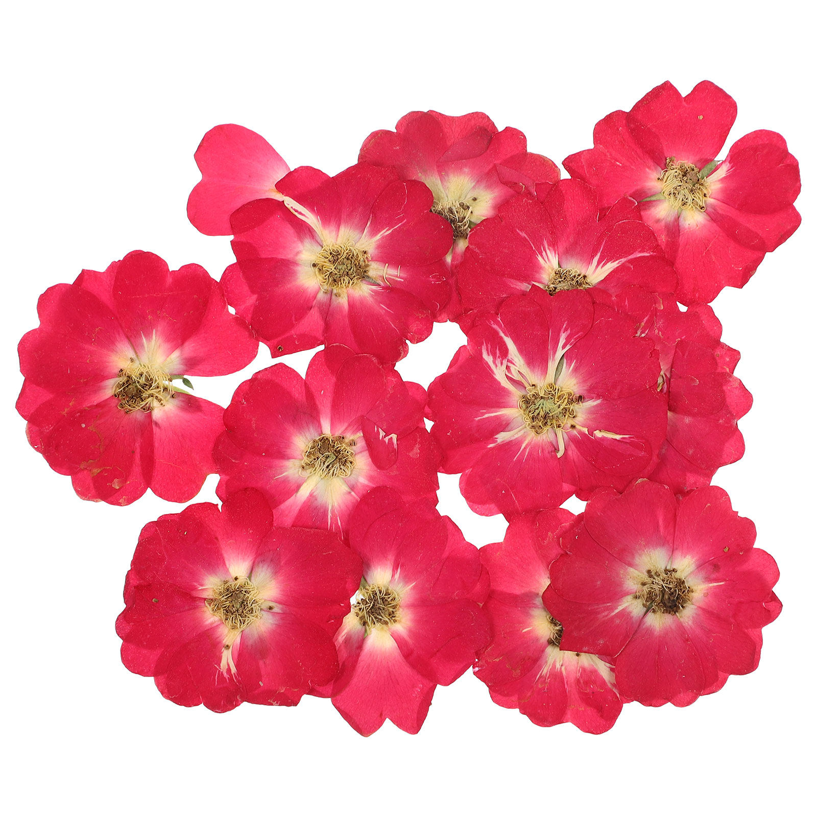 12Pcs Natural Dried Rose Press - Resin Craft Kit 리뷰 및 가격
