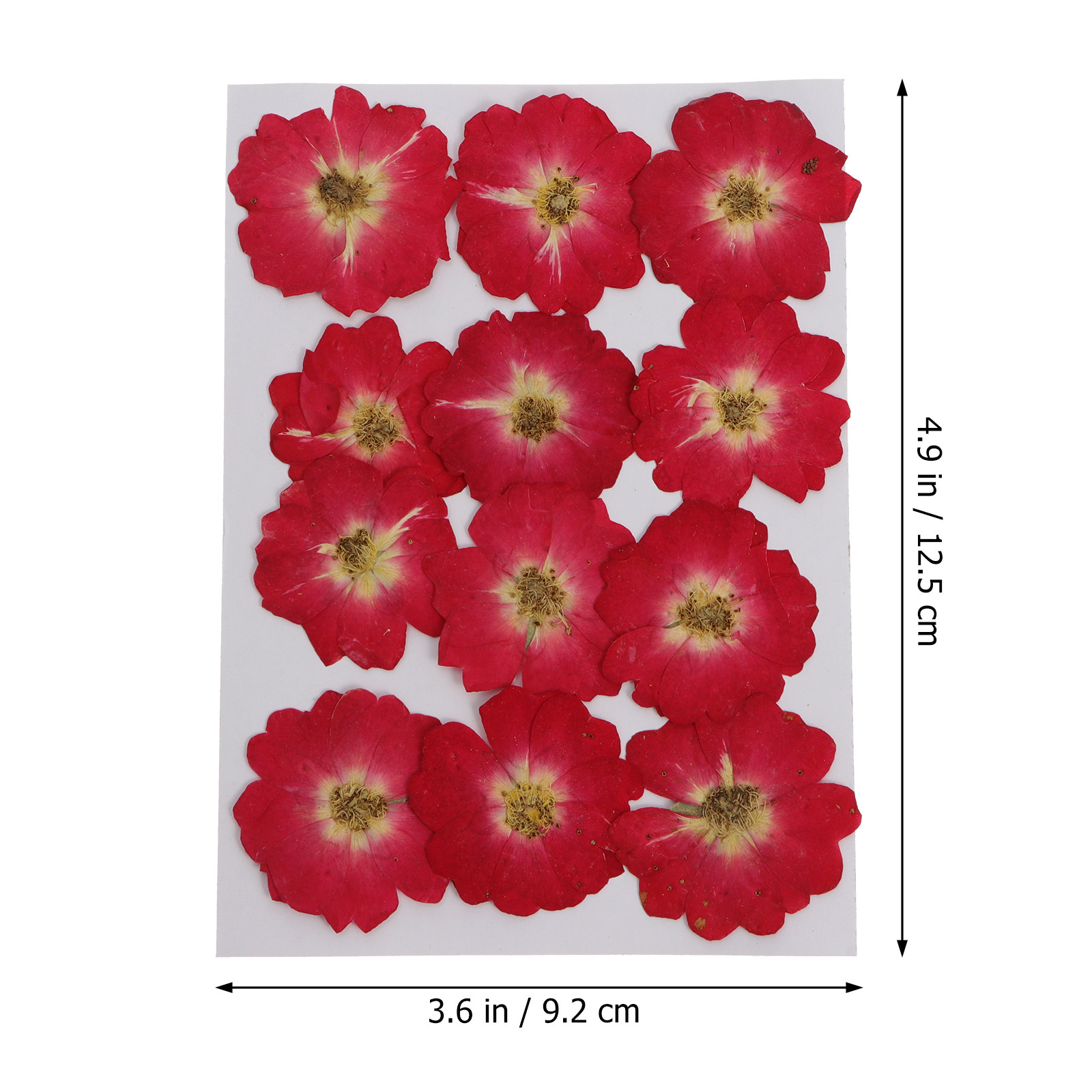 12Pcs Natural Dried Rose Press - Resin Craft Kit 리뷰 및 가격