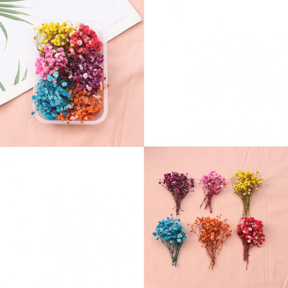 Natural Flowers Diy Dried Flow - Dried Flower Bulk 리뷰 및 가격