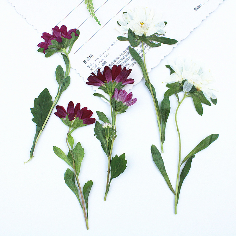 24pcs,Mini Chrysanthemum Press - Resin Craft Ideas 리뷰 및 가격