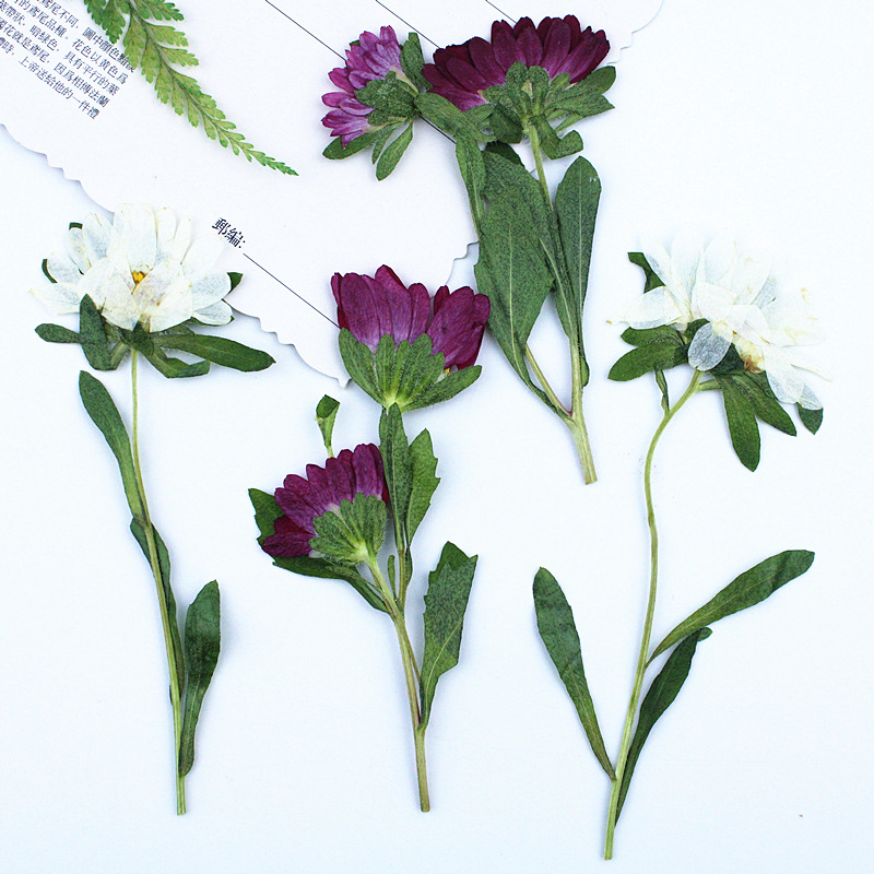 24pcs,Mini Chrysanthemum Press - Resin Craft Ideas 리뷰 및 가격