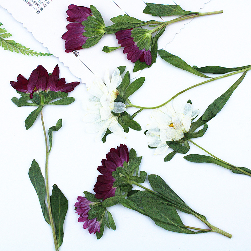 24pcs,Mini Chrysanthemum Press - Resin Craft Ideas 리뷰 및 가격